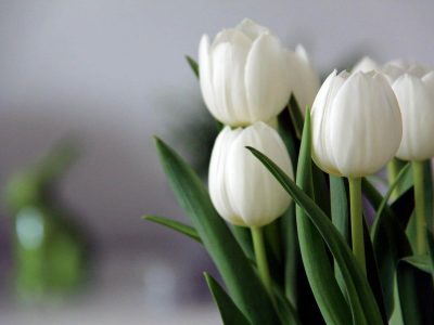 tulipanes-home